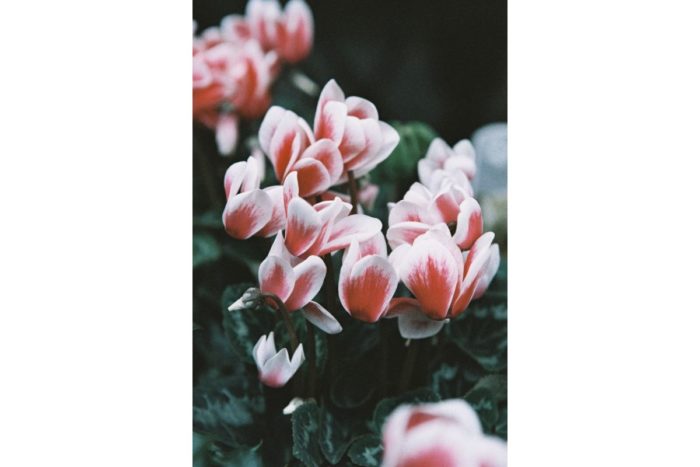 LomoChrome color'92 iso 400 110 тип фото №3