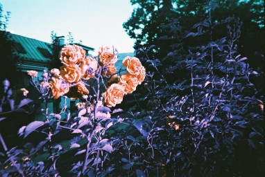 Lomography Simple Use Film Camera Lomochrome Purple фото №4