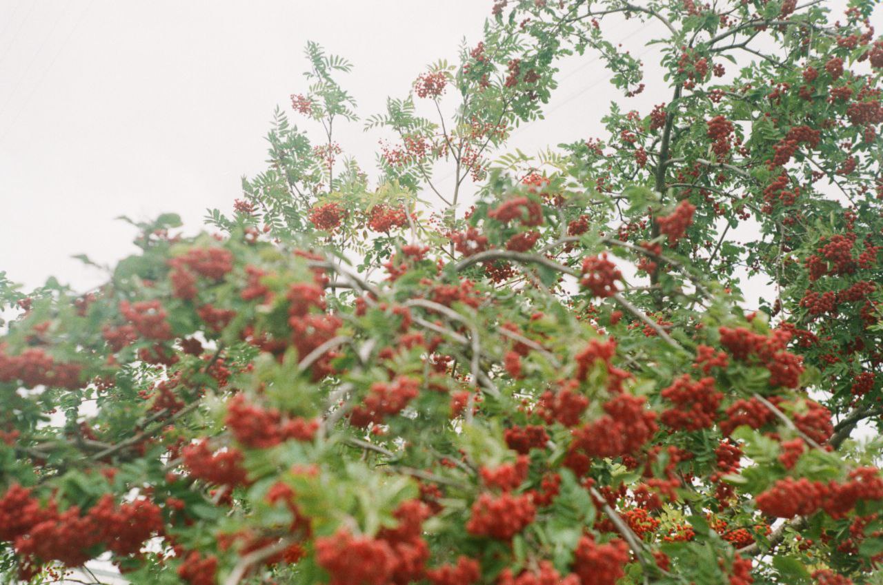 Fuji C200 фото №5