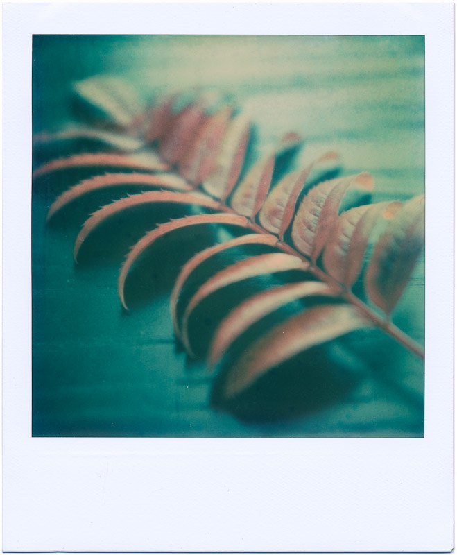 Аренда Polaroid (классические) фото №2