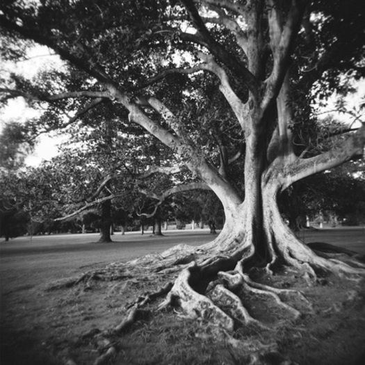 Holga Starter Green фото №6