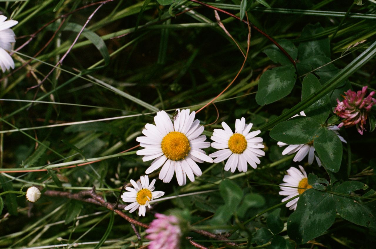 Fuji C200 фото №7