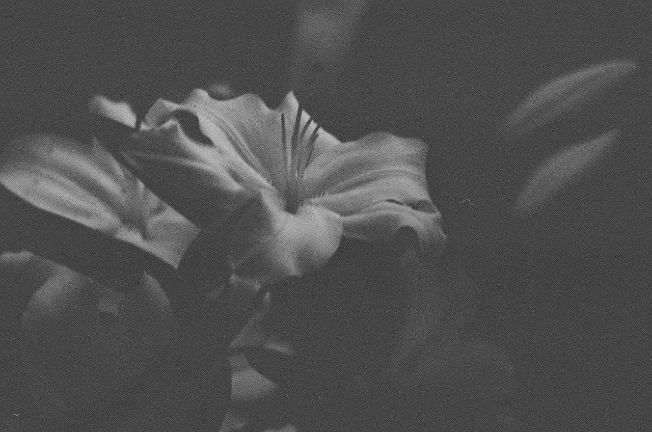 Фотопленка Ilford XP2 super 400/24 фото №7