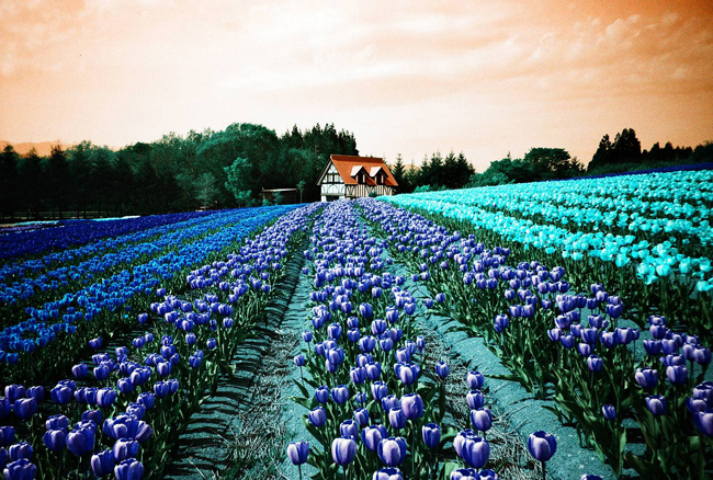 Lomochrome Turquoise XR 100-400 35mm фото №3