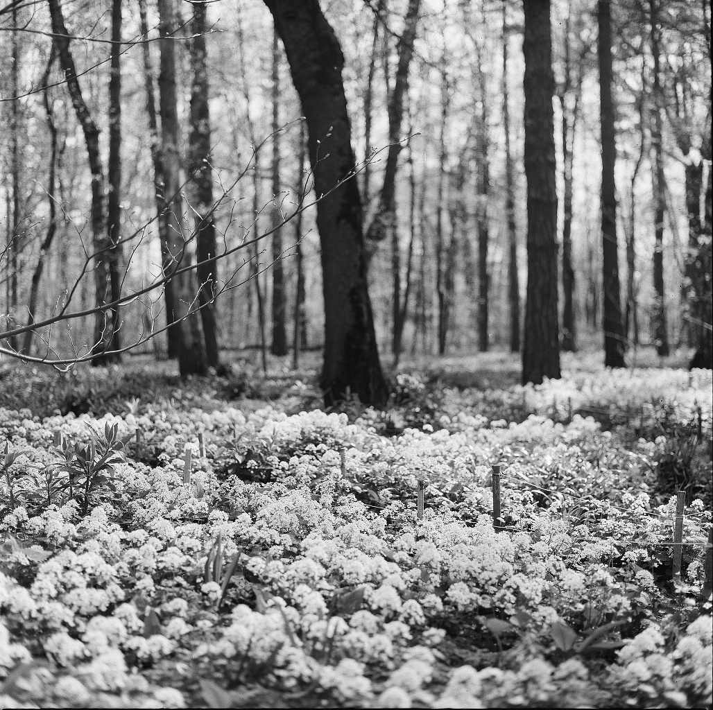 Rollei RPX 100/120 фото №2